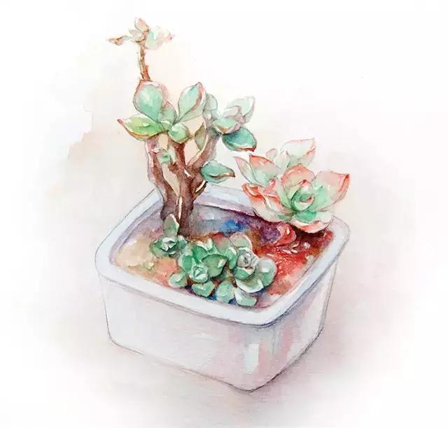 春·绿丨会长大的幸福多肉达人向我看齐!