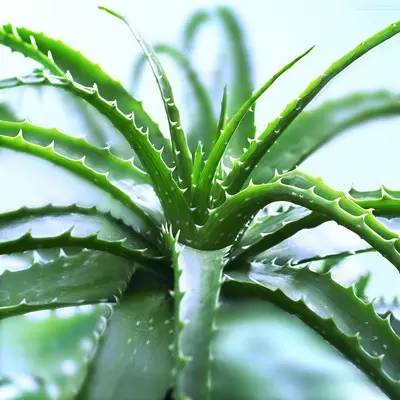 50种常见花卉浇水技巧,50种花卉种植技巧