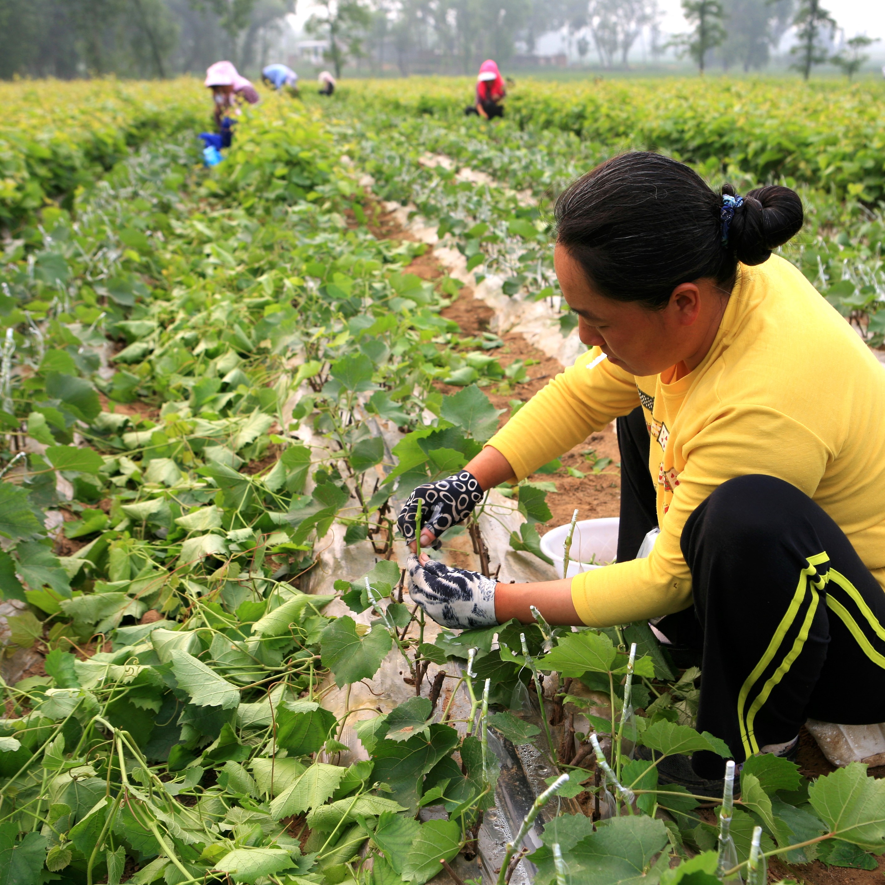 在北方投资500亩冰葡萄,投入数百万,还要建酒庄,可以吗?