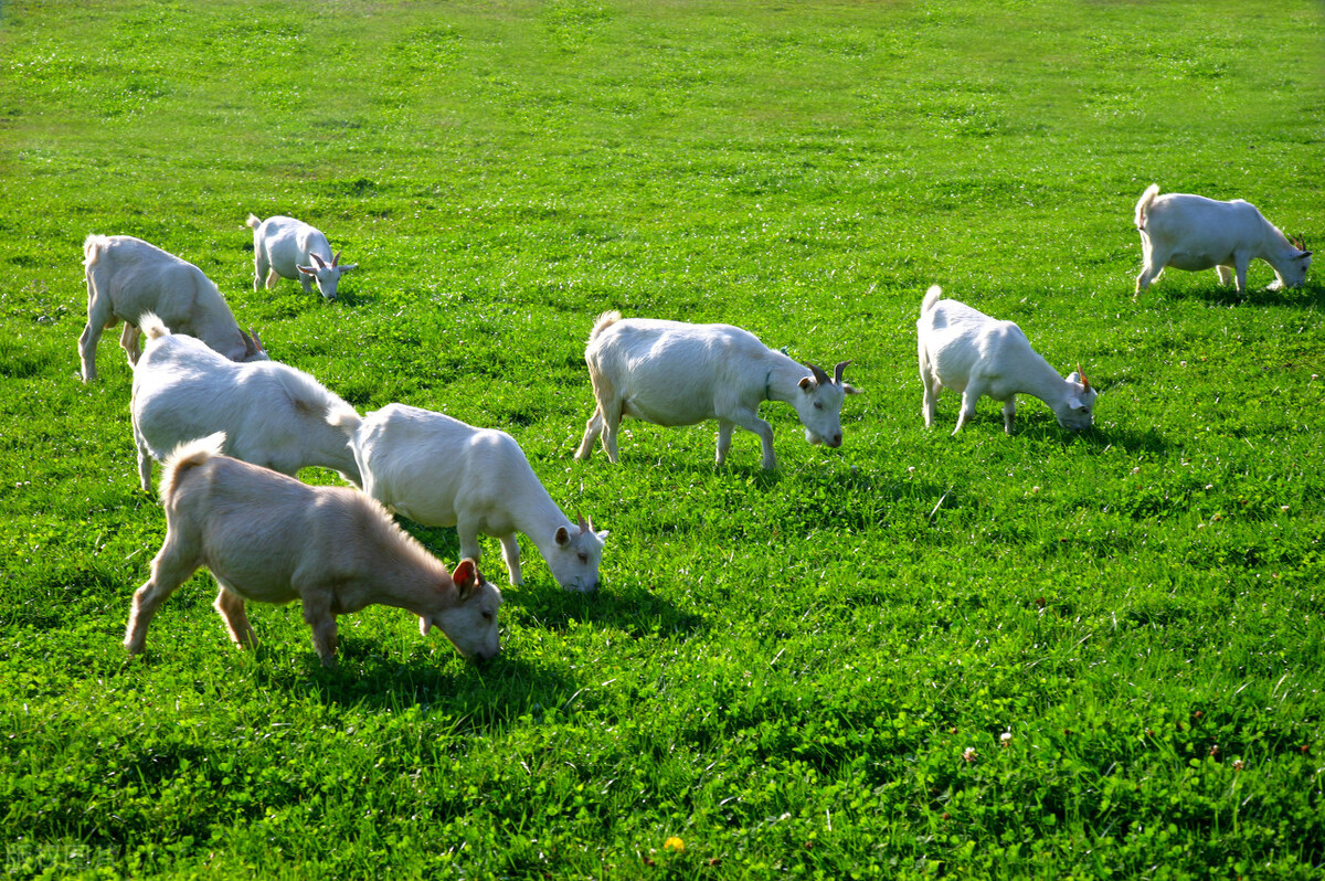 重庆适合亲子游2天一晚避暑,重庆周边的四川避暑胜地有哪些