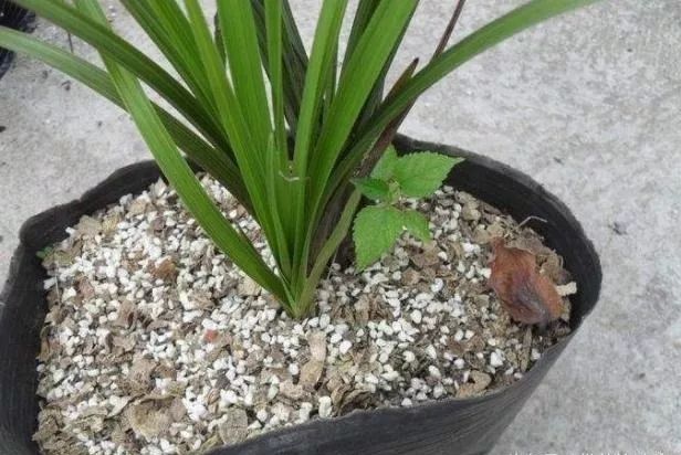 1个洋葱丢盆里,花朵砰砰开,一下能变2个头,省钱了!