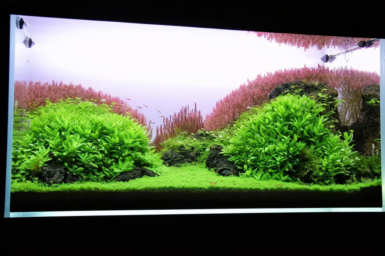 石上的迷你矮+血红宫廷,美的让人心醉