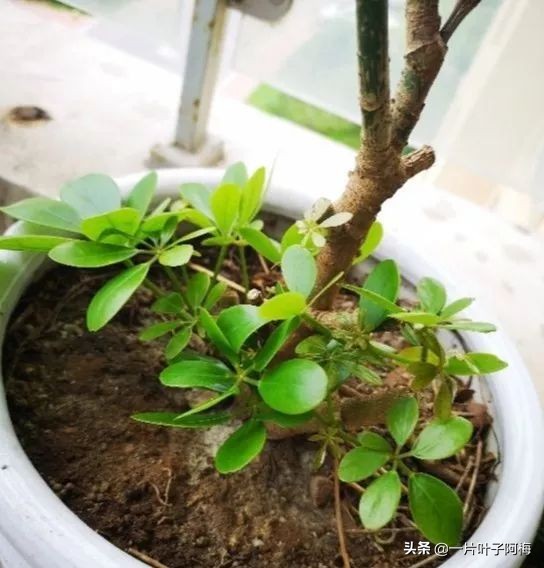 5个植物最招财,能开花又好养的植物又有寓意