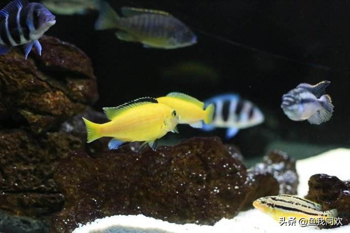 三湖慈鲷颜色变淡什么原因,三湖慈鲷底砂粪便怎么处理