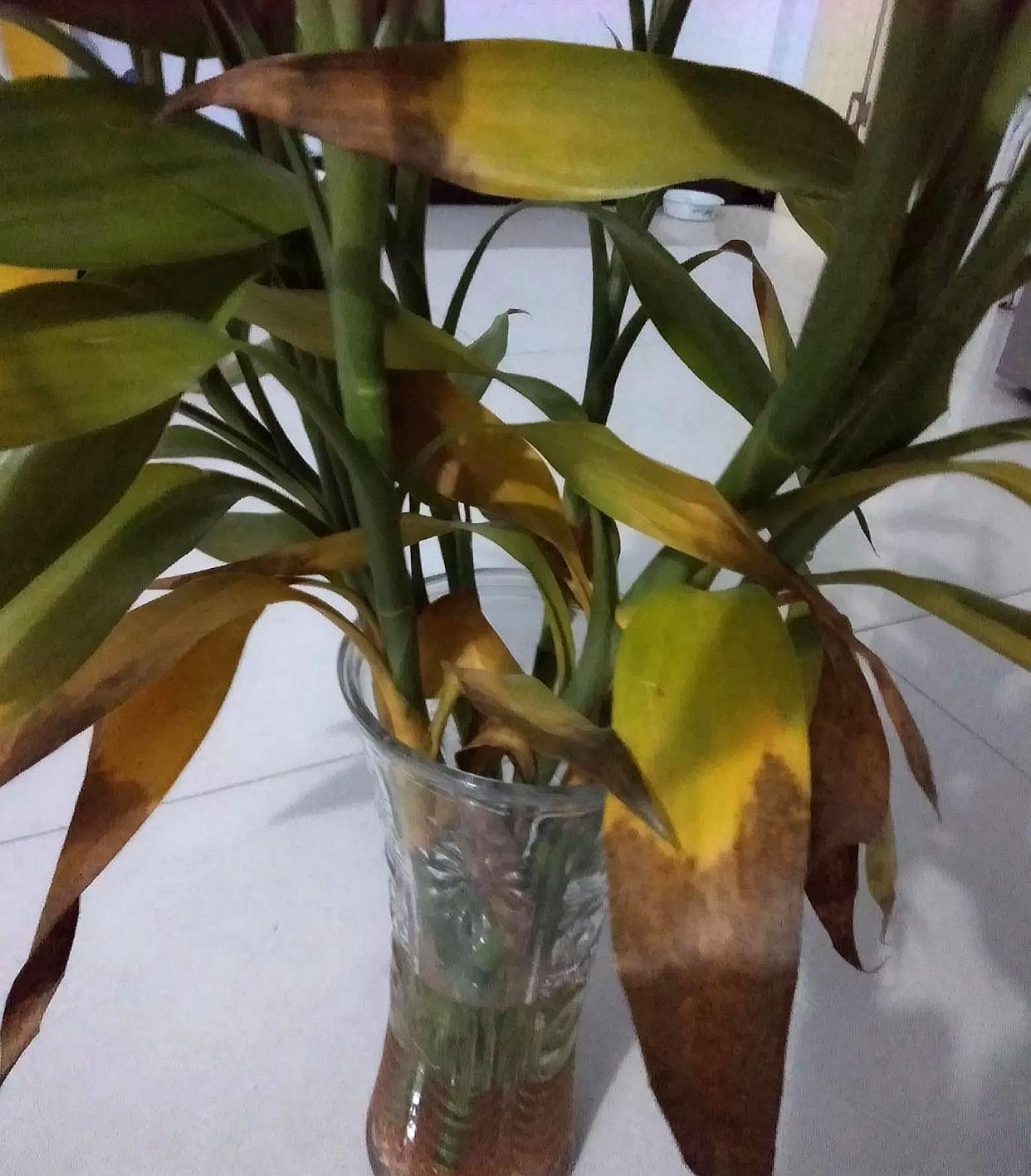 富贵竹黄叶、根发臭，了解4个原因，只要3步就能快速解决