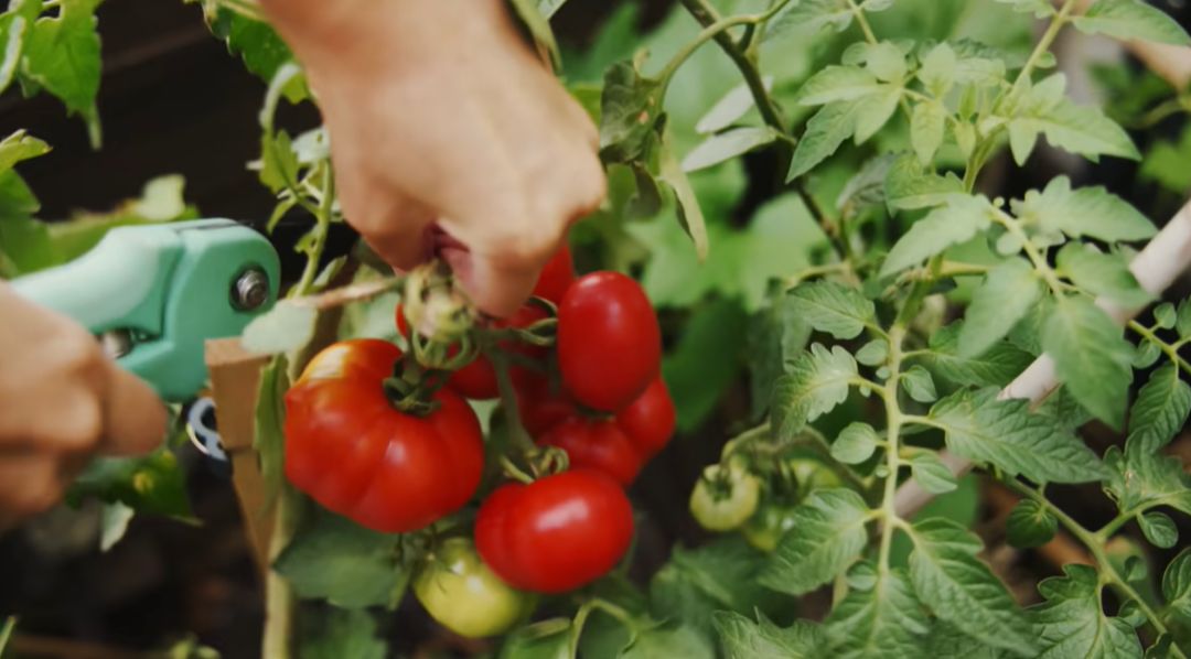 李子柒靠海外视频月入80万,德国版李子柒