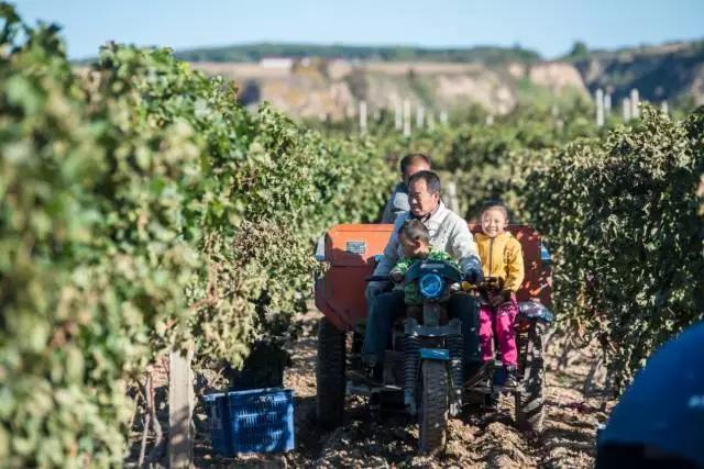 戎子酒庄一箱六瓶红酒,戎子酒庄在中国的地位
