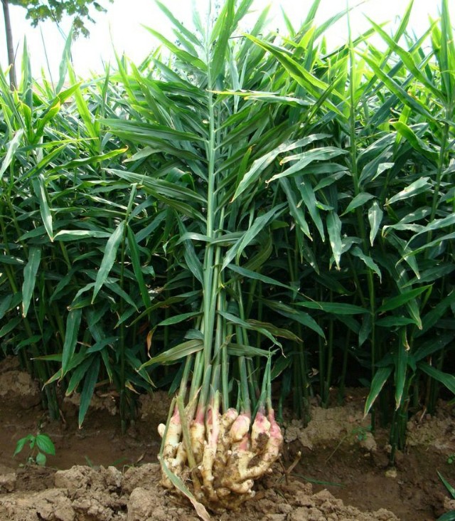 涝死的大姜怎么处理,大姜防死棵