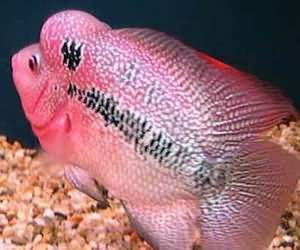 毒苗罗汉鱼饲养,罗汉鱼饲养教程上