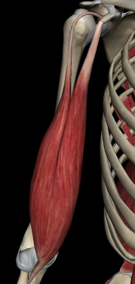 喙肱肌与肱二头肌交接点,肱二头肌与喙肱肌相同功能