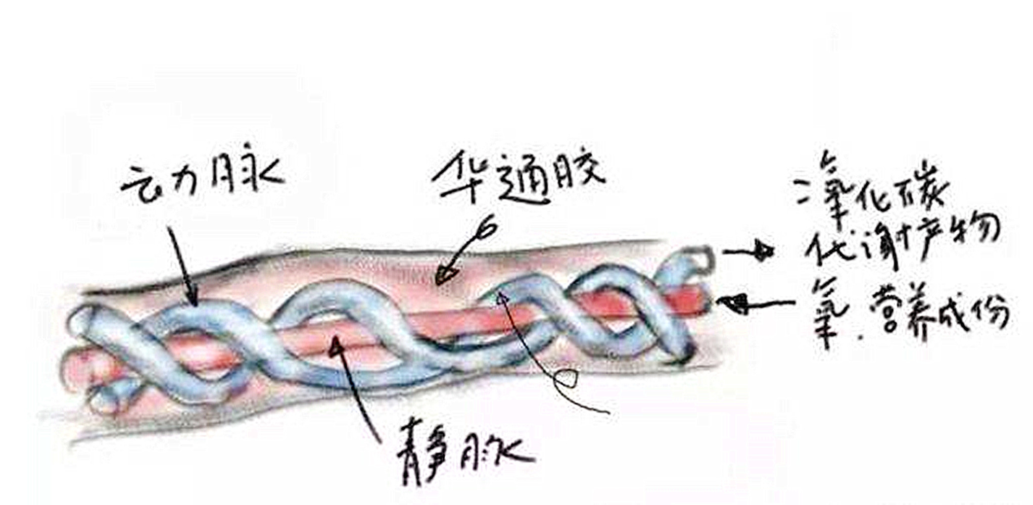 脐带断裂胎儿在子宫内能存活多久,孕晚期脐带断裂的原因