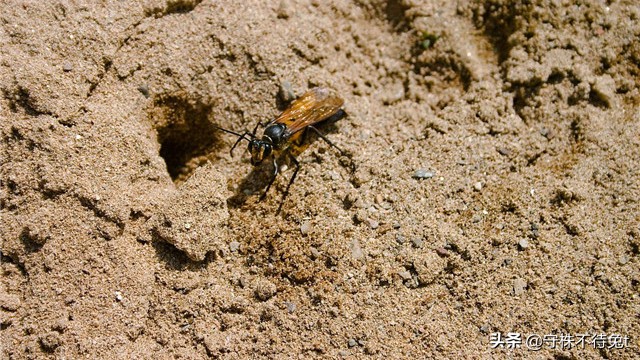 10个冷知识：用手触摸“癞蛤蟆”，手上不会起疙瘩