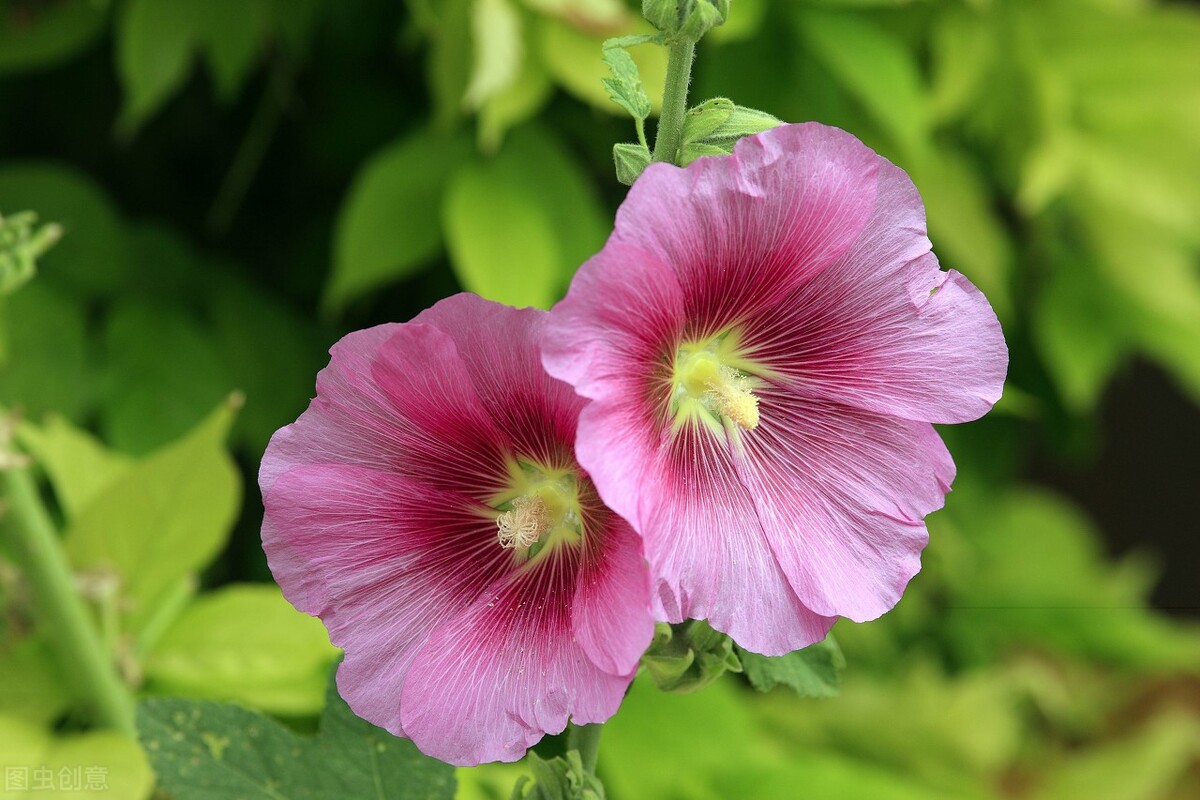 郁郁葱葱的多肉植物,适合阳光足的一年四季开花的植物