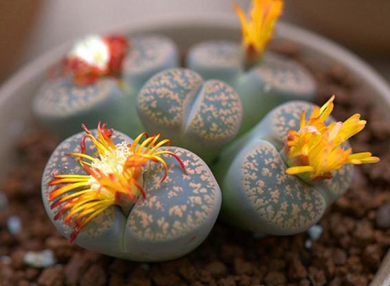 多肉植物开花了要不要剪掉,多肉植物山地玫瑰开花了怎么养殖