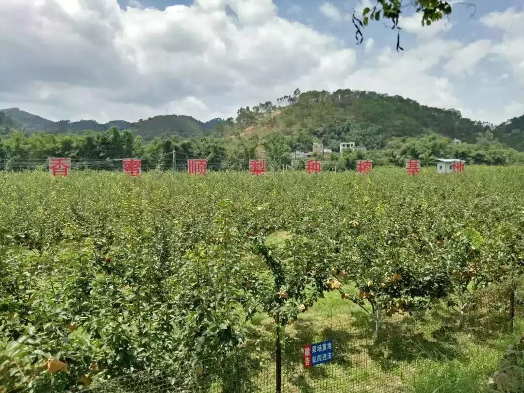 岑溪市梨木镇贫困户,岑溪市发展甜瓜产业促脱贫