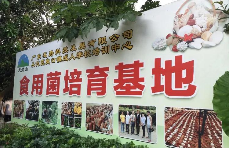 你知道韩国的国花：木槿花么？用来配鸡煲鲜美异常