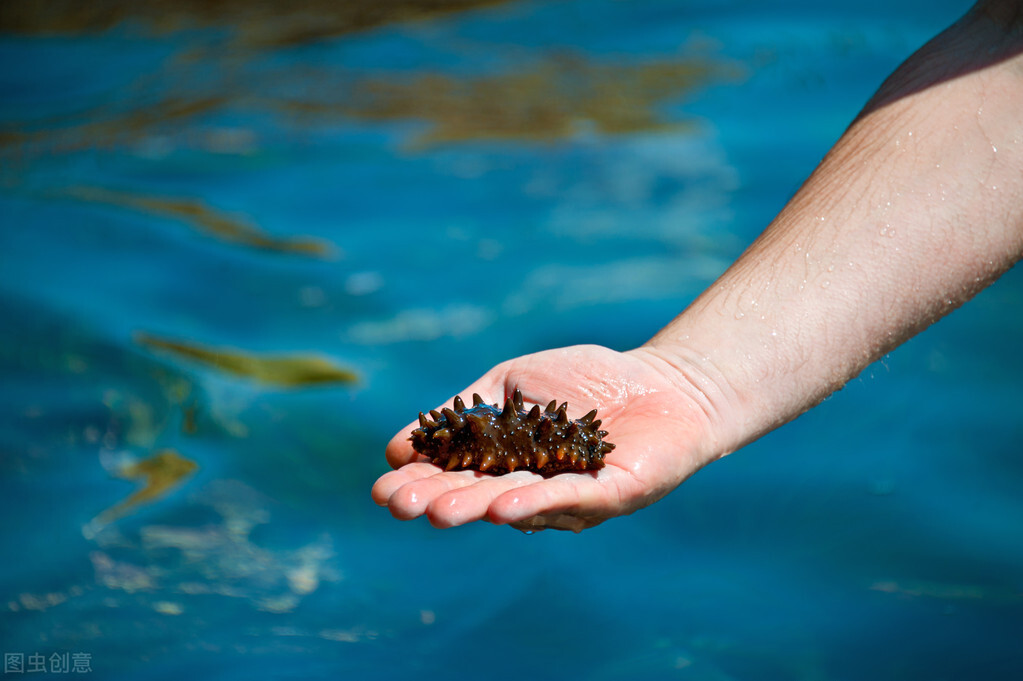 海参吃起来是什么口感的才是好的,营养丰富的食物海参口感拔尖