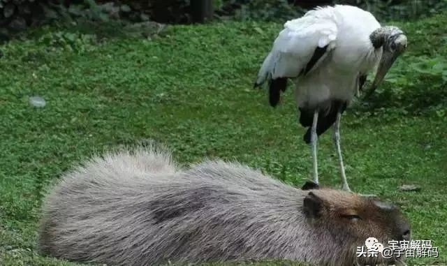 这些动物小时候太可爱简直萌化了,世界十大最受欢迎的动物