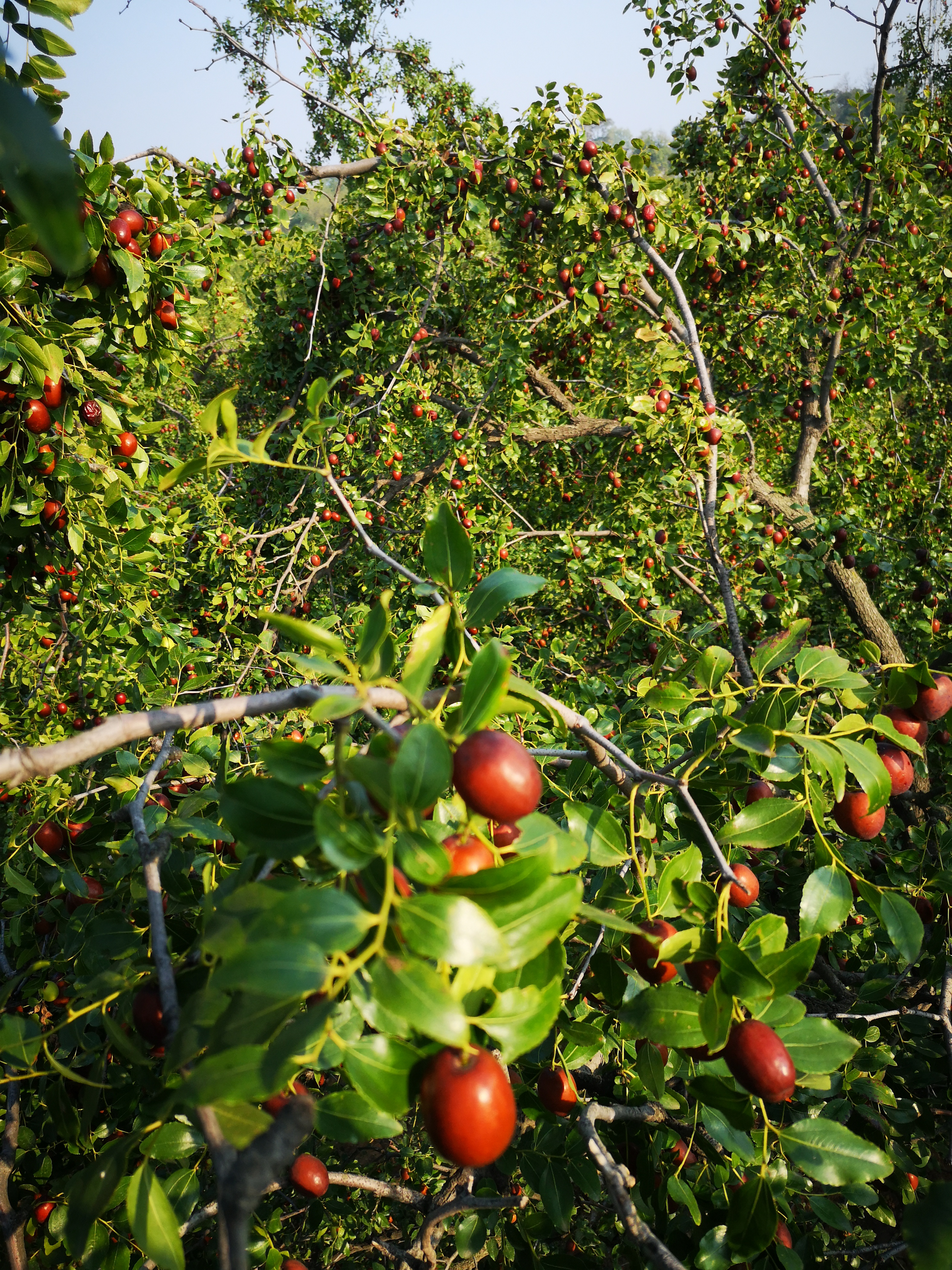 璐℃灒楠忔灒鐏版灒,璐℃灒鍥藉