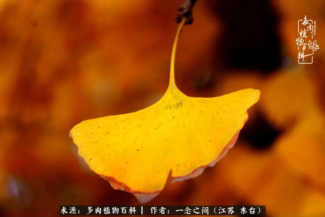 一见多肉误终生,一见多肉误终生从此入了养花坑