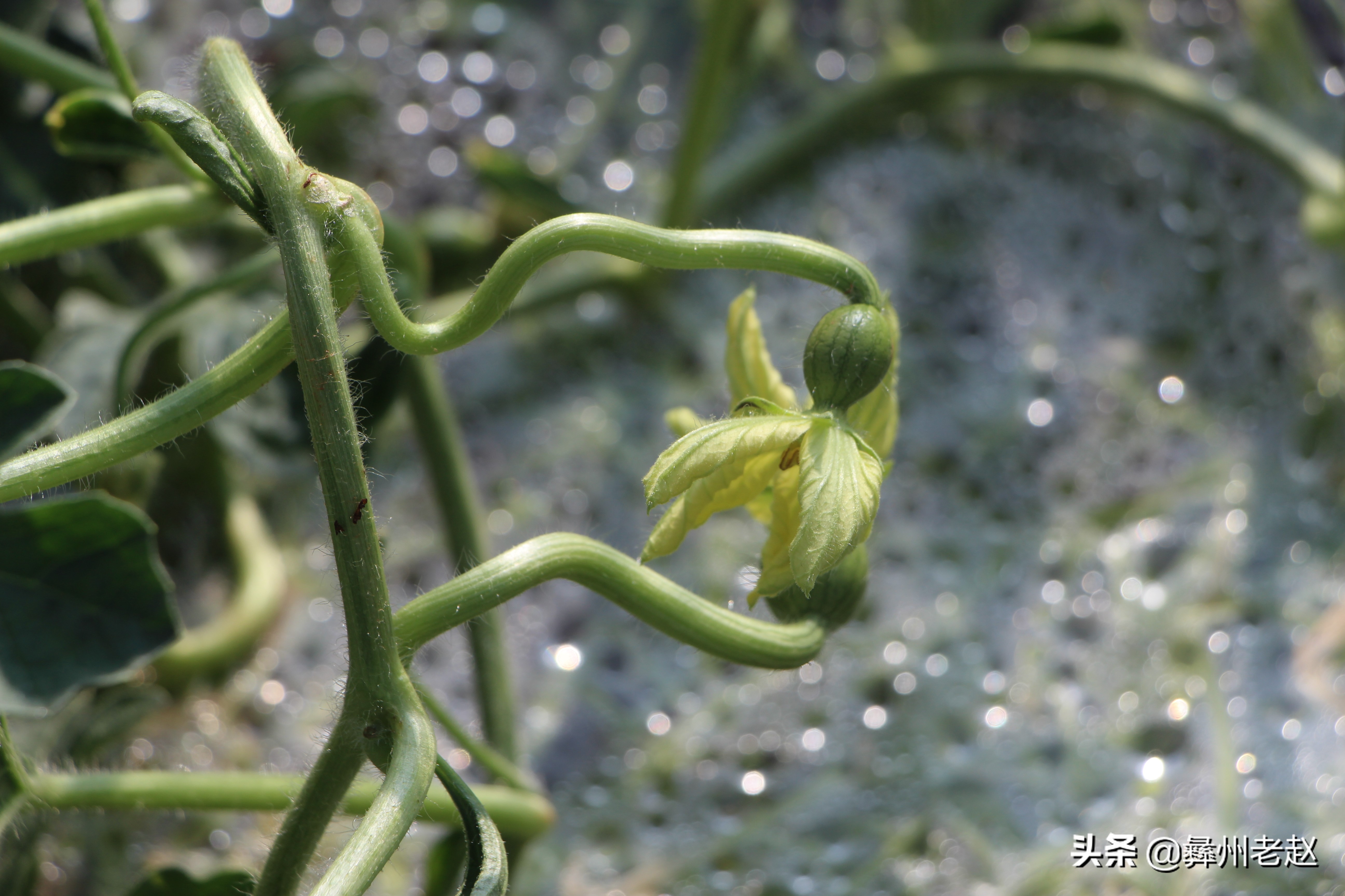 西瓜大蔓整枝能不能长大,西瓜压蔓整枝疏果等管理方法