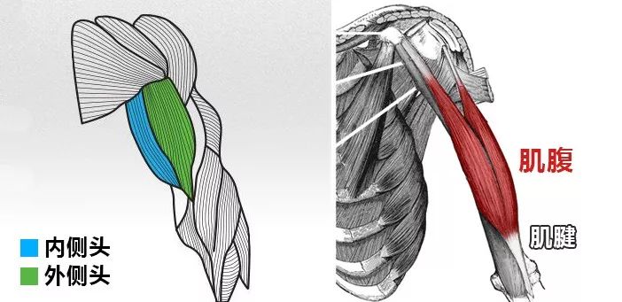 肱二头肌为什么不容易练大,苦练肱二头肌