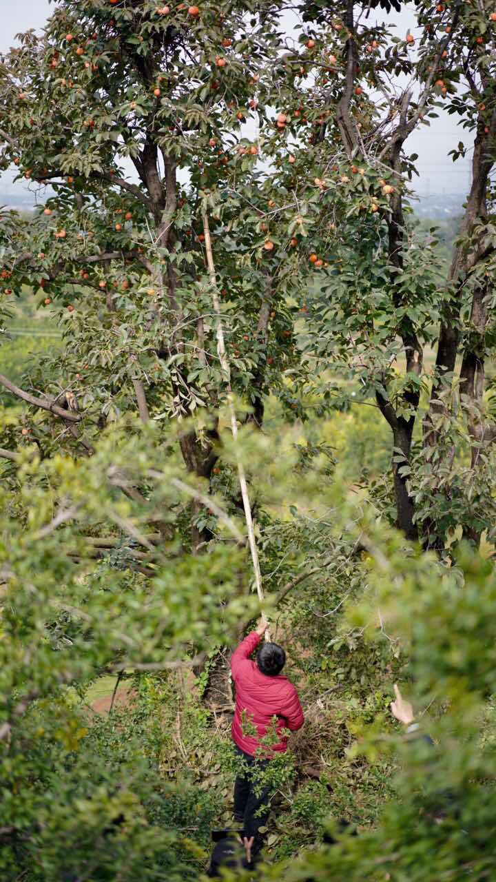 真的火晶柿子终于来了，张小敬同款盒马上市