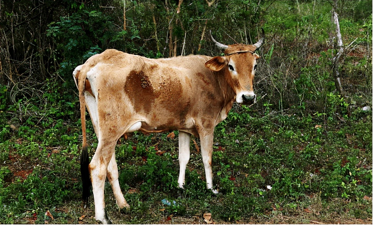 牛光吃不长膘怎么办,牛为什么吃草就能长肉