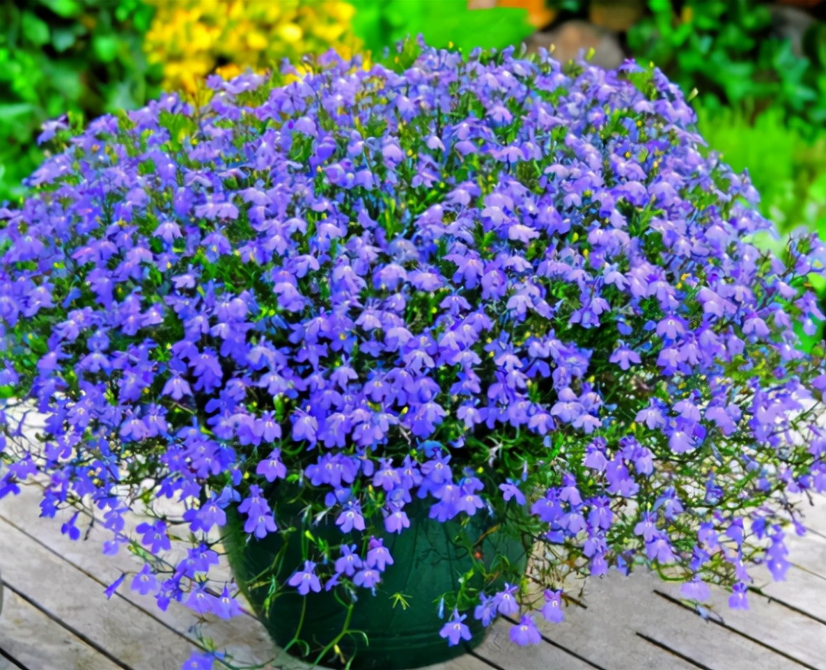 除了塑料花,还有这4种花,能够全年开花不断,只要条件达到即可