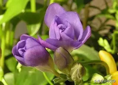 花语大全100种花图片,100种花的花语太全了