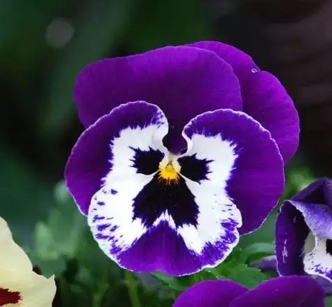 三色堇鬼脸花,三色堇为什么叫鬼脸花