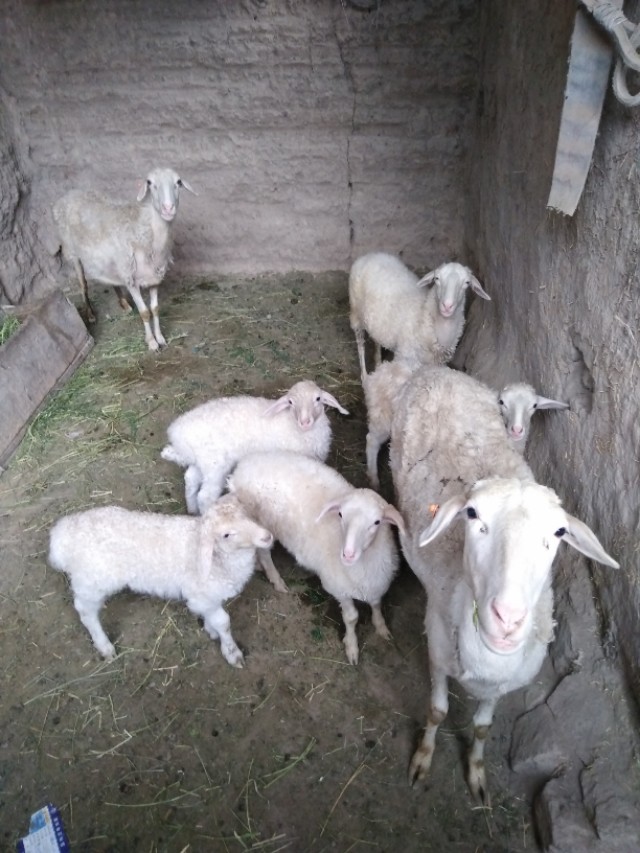 养羊要养多少才能赚钱,养殖羊30只一年利润有多少