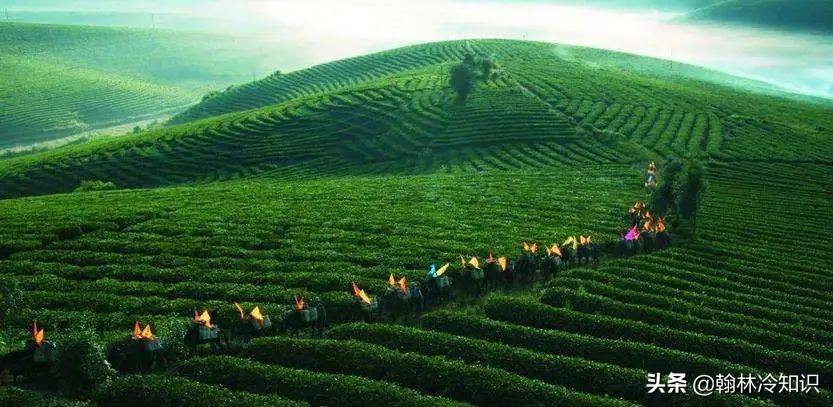 为什么茶人喜欢绿茶和红茶,为什么南方人喝绿茶北方人喝红茶