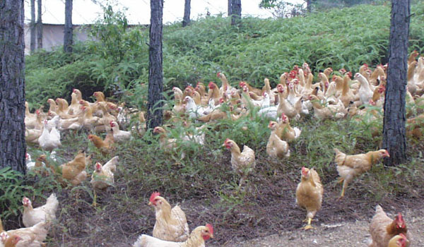 鸡瘟是怎么形成的,鸡瘟发病有治吗