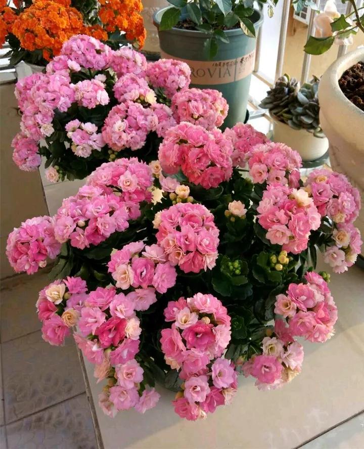 长寿花，寓意好、开花漂亮，花期长，品种多达300个