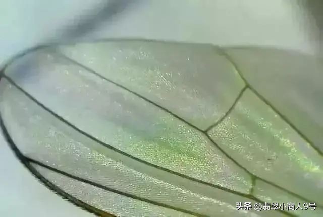 翡翠苍蝇翅原石表现,翡翠的苍蝇翅是啥样的啊