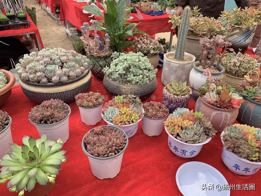 2元花盆批发清仓,2元花卉批发市场