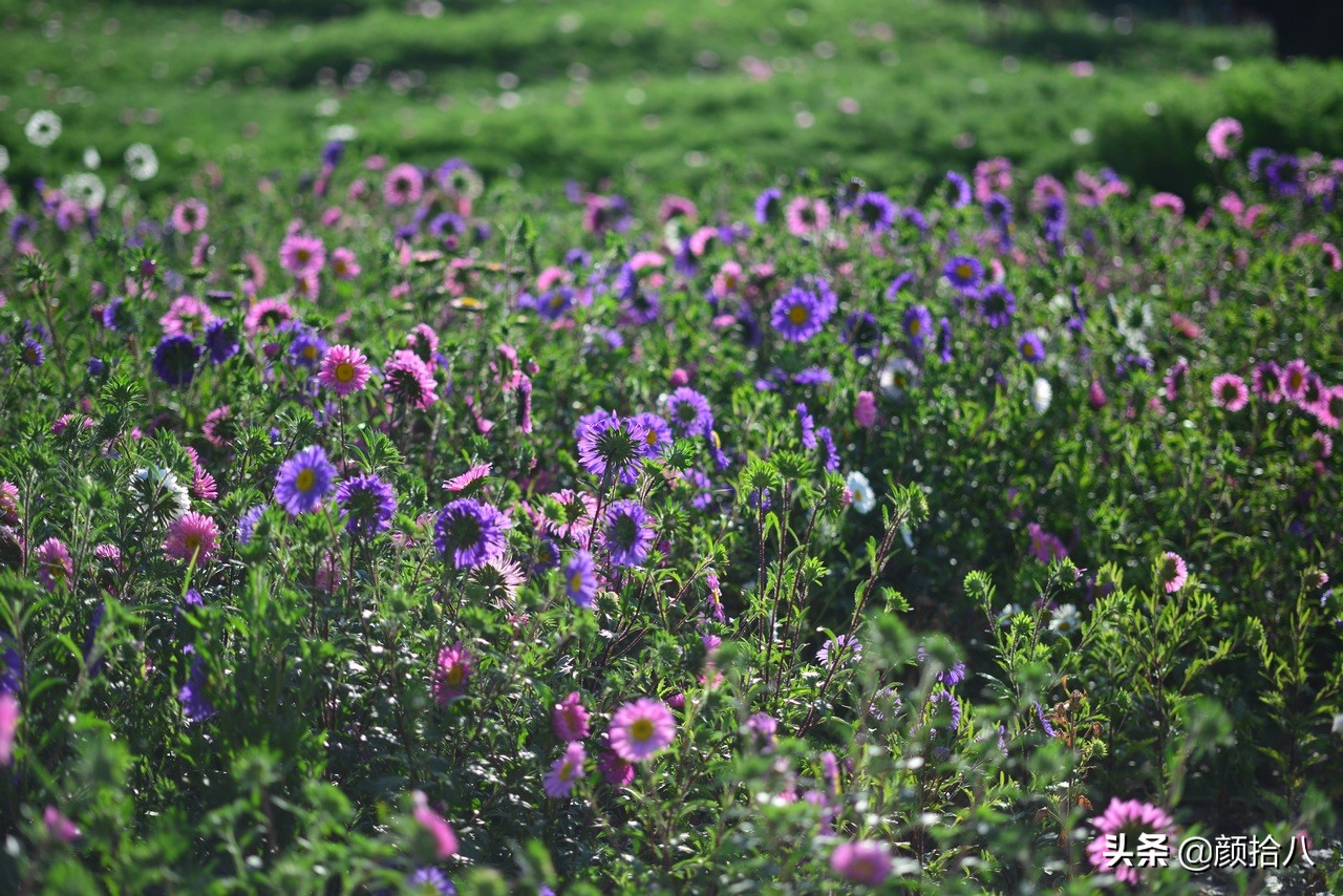 扶不起的绿植,扶不起的绿植视频