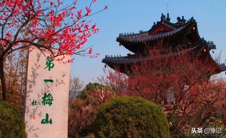 鄢陵腊梅哪里最好,鄢陵腊梅观赏