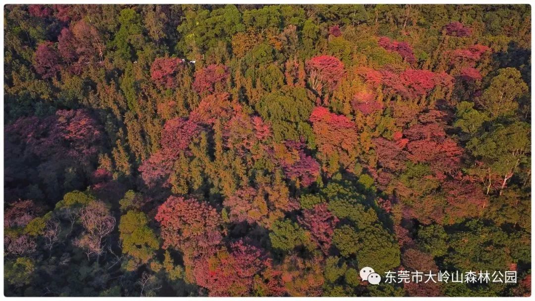 东莞周边11月份赏红叶好去处,东莞观音山看红叶攻略