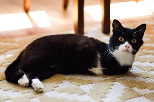 猫咪爪子被烫了怎么办,猫咪爪子被割伤怎么处理