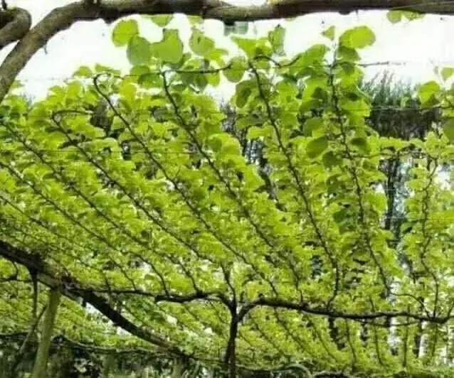 丰产树形与简易修剪法,一杆两蔓树形