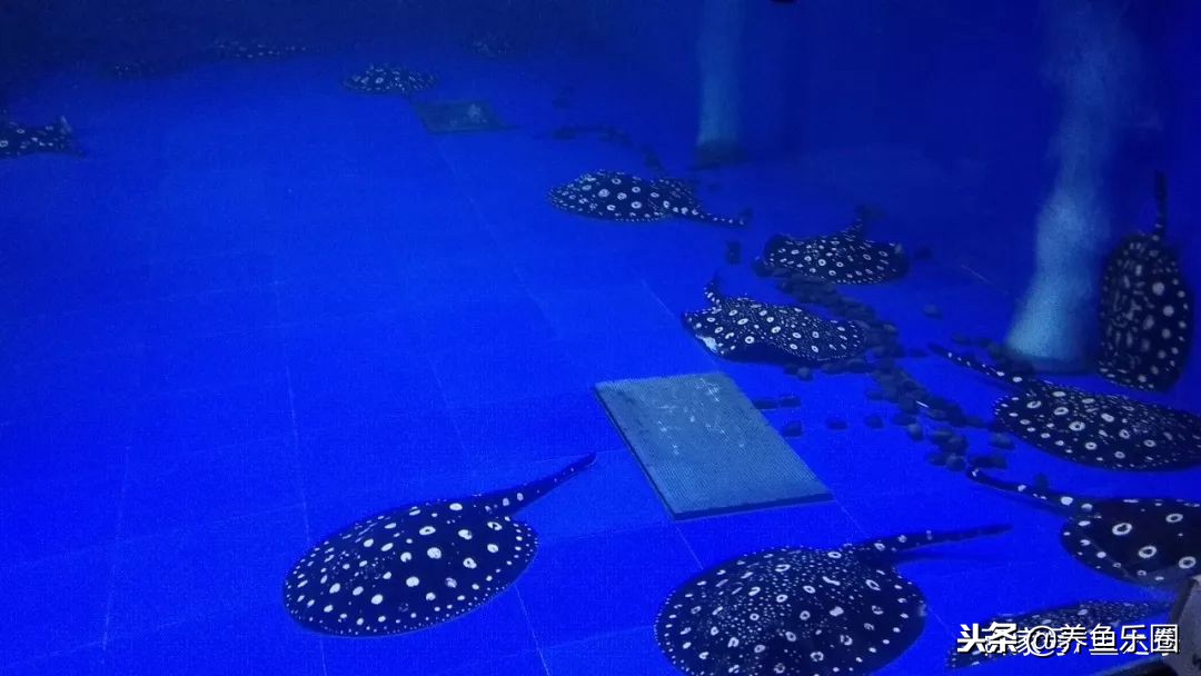 这位土豪家的渔场，光滤材就花了500多万，你确定不要见识一下？