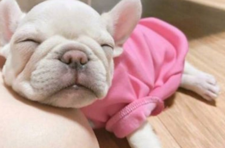 你家法斗爱晒太阳吗,你家法斗是怎么样的