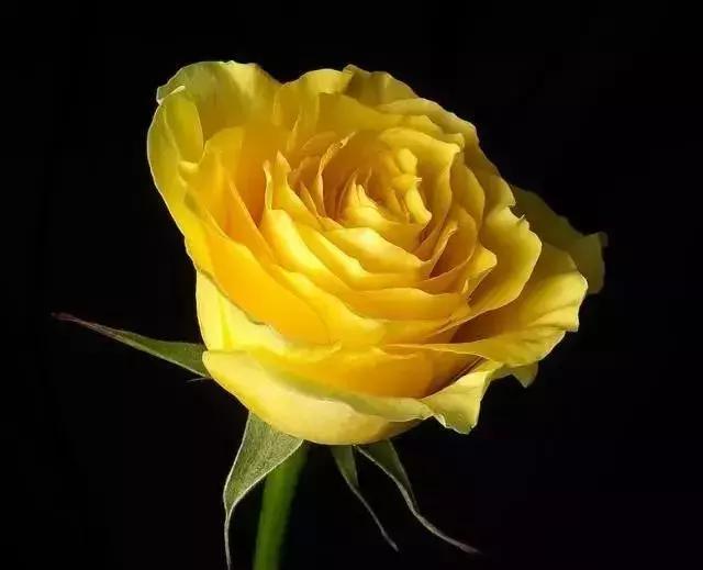 100种玫瑰的名字和图片,100种玫瑰品种科普你都认识吗