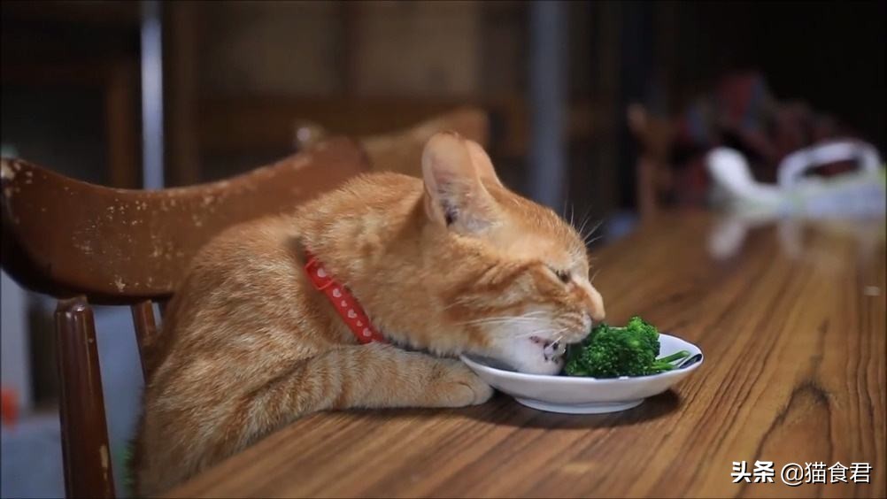 家里的猫咪调皮没规矩,主人该如何才能让它变得乖巧起来?