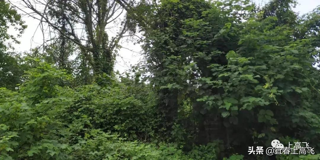 上高县江氏宗祠,江西上高县磻村宗祠