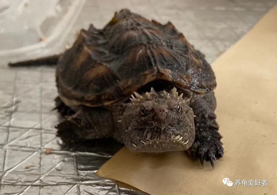 乌龟混养的真实感受,不同品种的乌龟可以混养吗