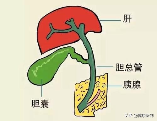 长期吃完饭就躺着的危害是什么,长期饮食油腻胆结石
