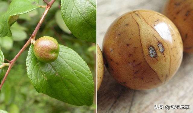 凤眼菩提的由来,凤眼菩提的起源和作用